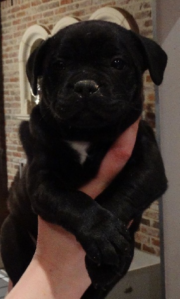des petits Molosses d'Opale - Staffordshire Bull Terrier - Portée née le 22/01/2016